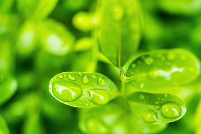 Close-up of wet green leaves