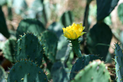 Close-up of yellow cactus flower