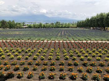 High angle view of flowers growing on field