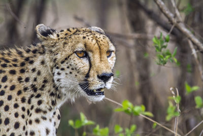 Close-up of cat looking away