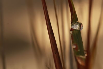 Close-up of wet stalks during sunset