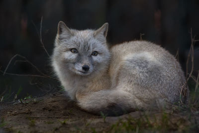 Portrait of fox 