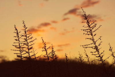 Low angle view of silhouette plants on field against sky during sunset