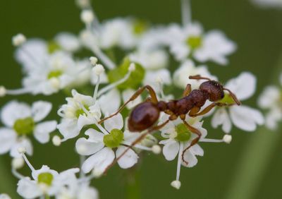 Close-up of ant on white flowers
