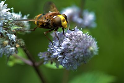 Close-up of bee on flower