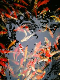 High angle view of koi carps swimming in pond