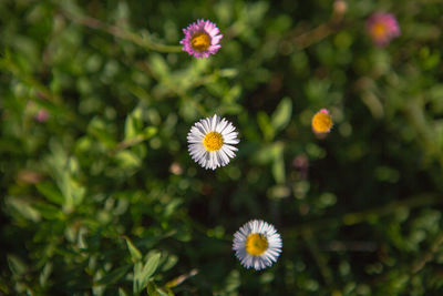 Close-up of flowers blooming outdoors