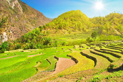 Scenic view of agricultural field against sky