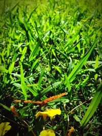 Plants growing on field