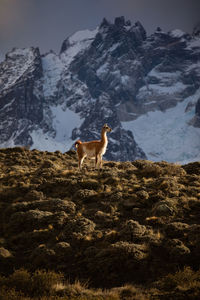 Full length of a horse standing on rock