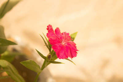 Close-up of pink flower blooming outdoors