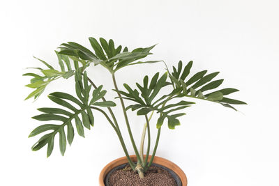 Close-up of potted plant against white background