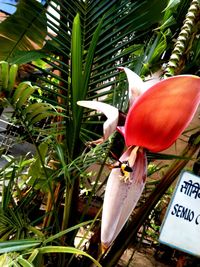 Close-up of red flowering plant