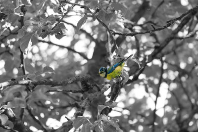 Low angle view of bird perching on tree