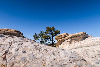 Large white and yellow rock formations and a tree at el morro national monument in new mexico