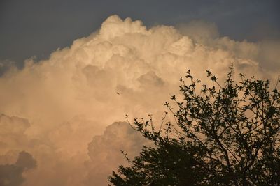 Low angle view of tree against sky