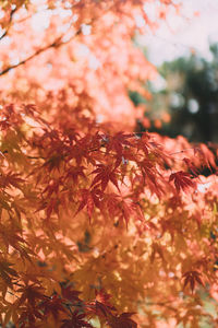 Close-up of red flowering plant during autumn