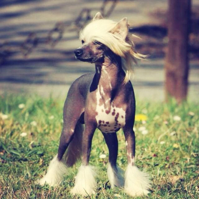 Chinese crested