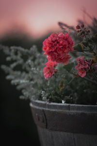 Close-up of pink flowering plant in pot