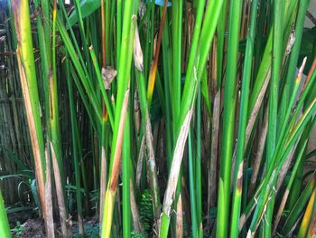 Full frame shot of bamboo plants