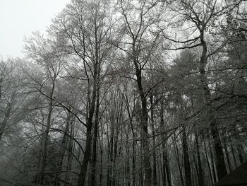 Low angle view of bare trees in forest