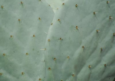 Close-up of cactus