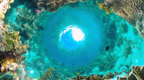 High angle view of coral swimming in sea