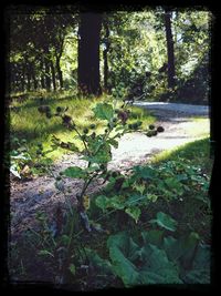 Trees growing in forest