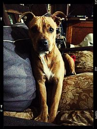 domestic animals