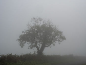 Trees on field against sky