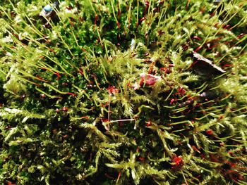 High angle view of cactus plant