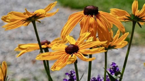 Close-up of yellow flowering plant