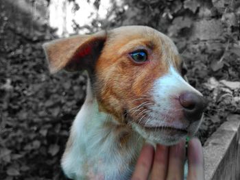 Close-up of hand holding dog