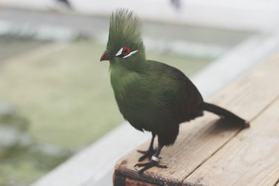 Close-up of livingstone turaco on bench
