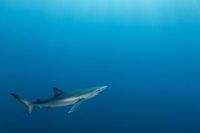 Bluesharks in the middle of the atlantic