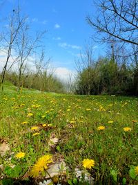 Scenic view of flowering plants on field against sky