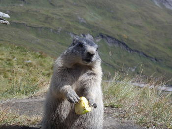 Close-up of marmot on field