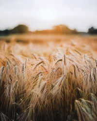 Scenic view of wheat field against sky