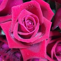 Close-up of wet pink rose blooming outdoors