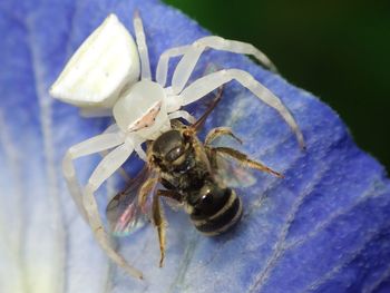 Close-up of spider on blue surface
