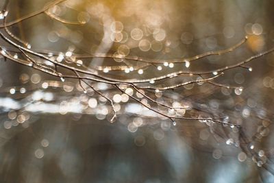 Close-up of wet branch