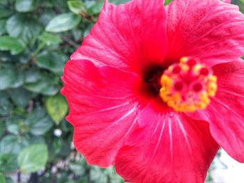 Close-up of pink flower blooming outdoors