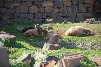 Sheep in a field