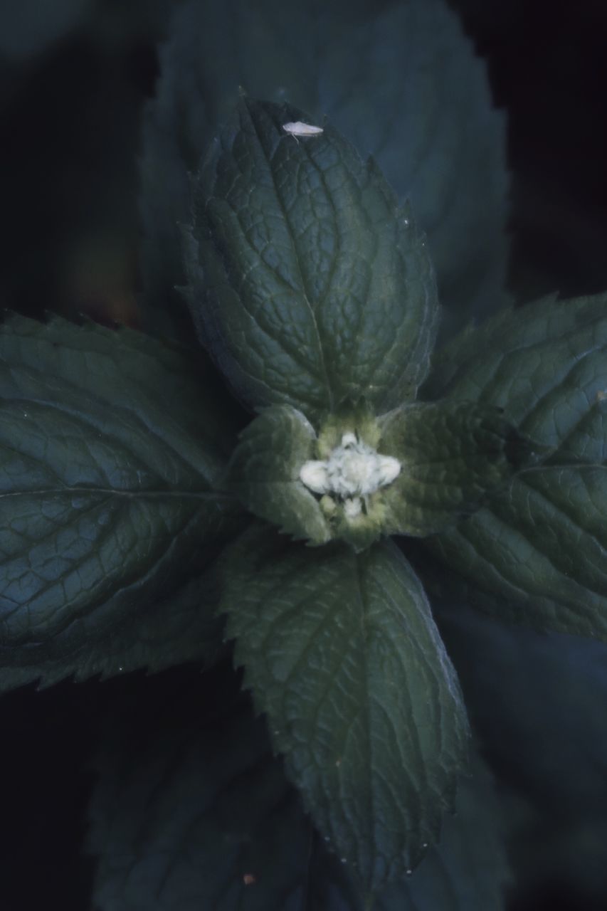 CLOSE-UP OF GREEN PLANT ON RED FLOWERING