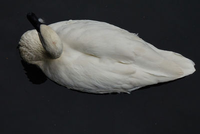 Close-up of water over white background