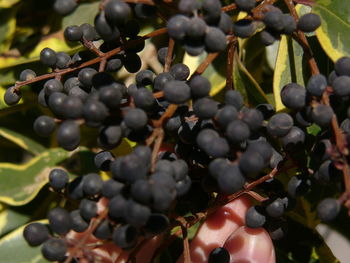 Close-up of grapes