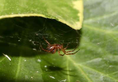 Close-up of spider on web