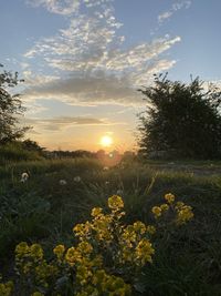 Scenic view of flowering plants on field against sky during sunset