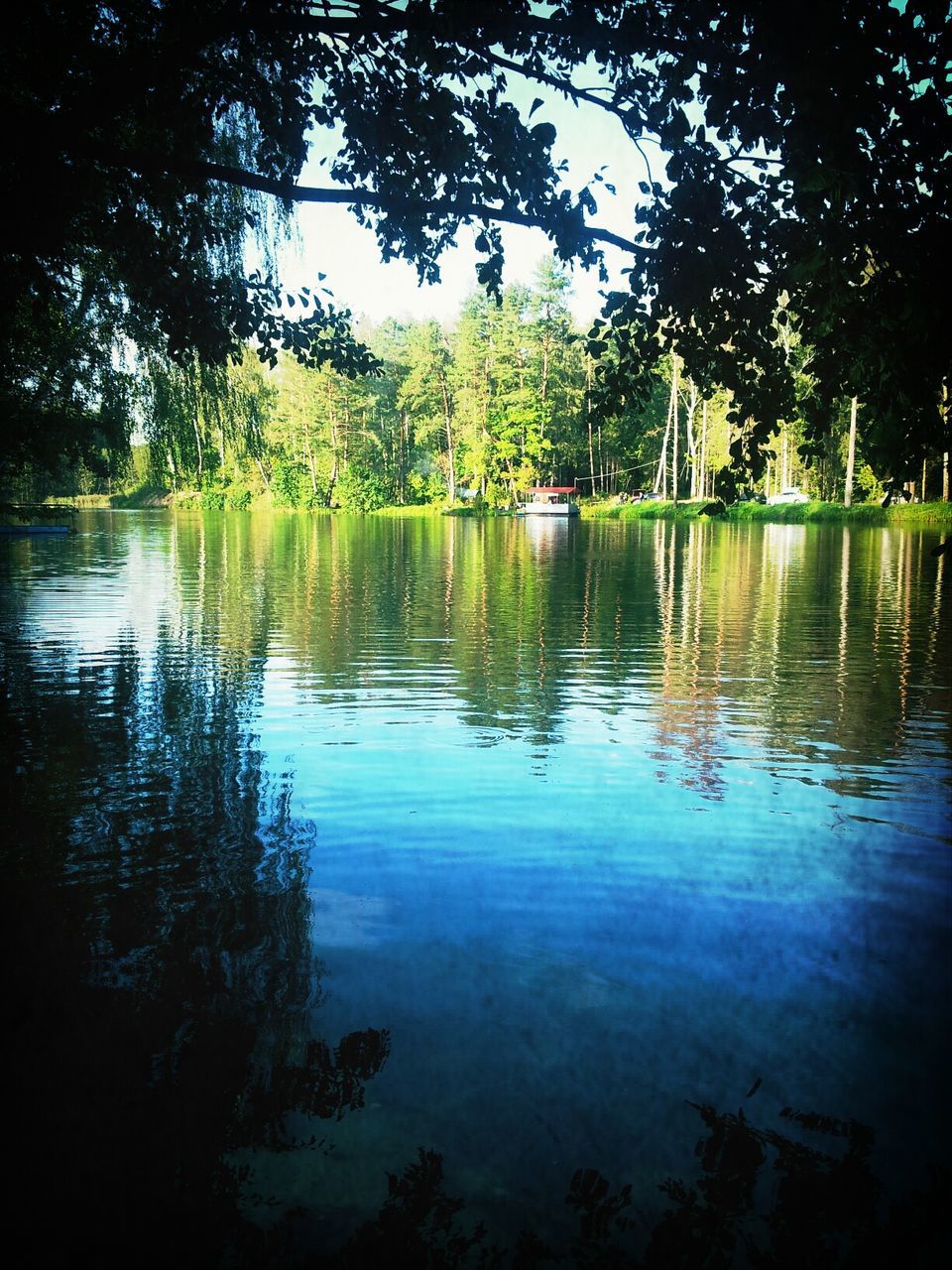 tree, water, tranquility, reflection, lake, tranquil scene, scenics, beauty in nature, nature, branch, growth, idyllic, waterfront, forest, silhouette, calm, outdoors, sky, no people, non-urban scene