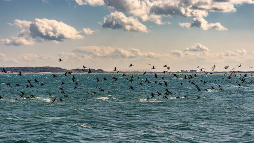 Flock of birds in the sea